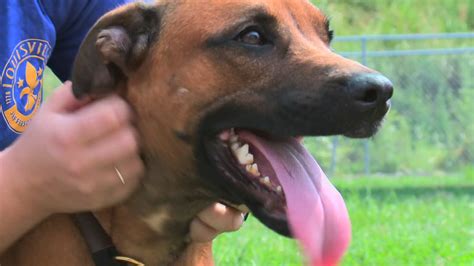 WHAS11 Shelter Star 'Freedom' up for adoption at LMAS.
